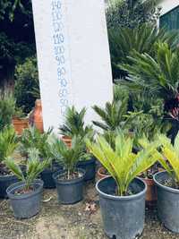 Siccas e outras plantas disponiveis