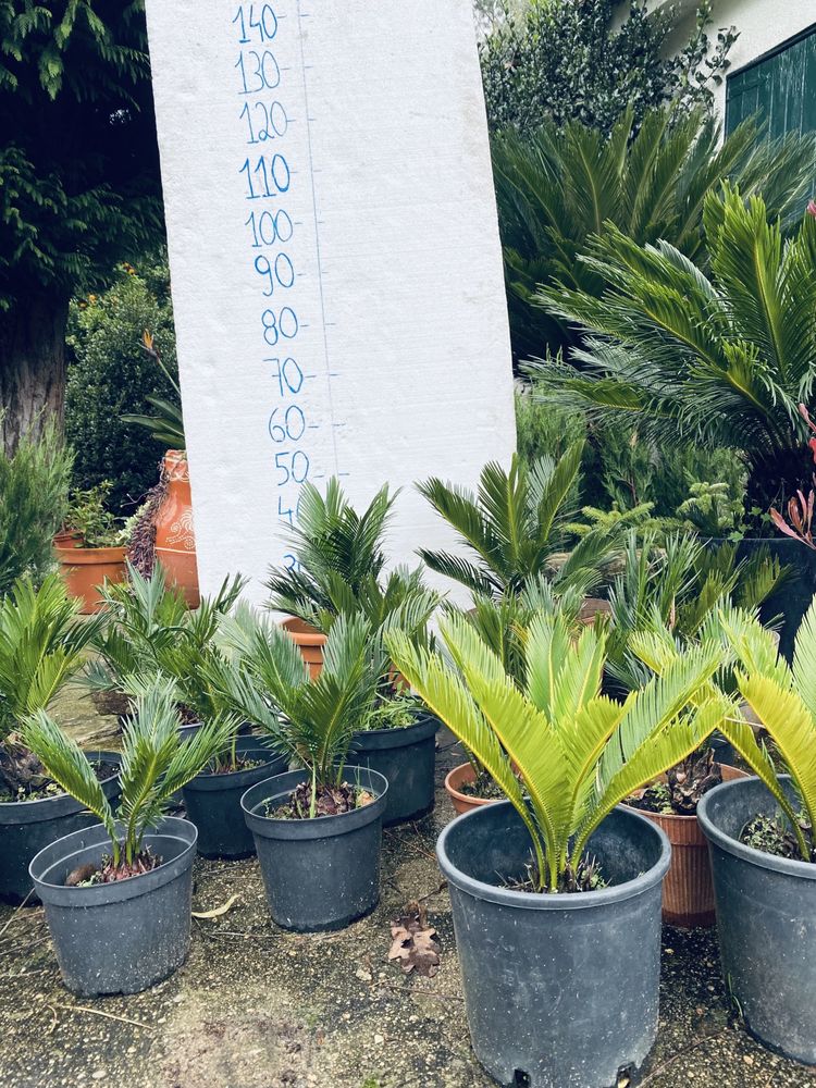 Siccas e outras plantas disponiveis