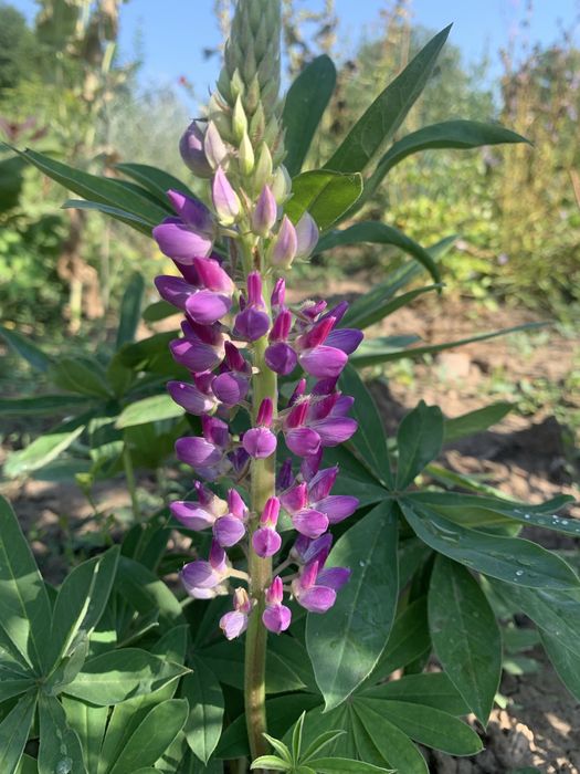 Багаторічні рослини для природнього саду