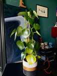 Pilea peperomioides Pieniążek Duży Roślina Szczęścia Prezent Wrocław