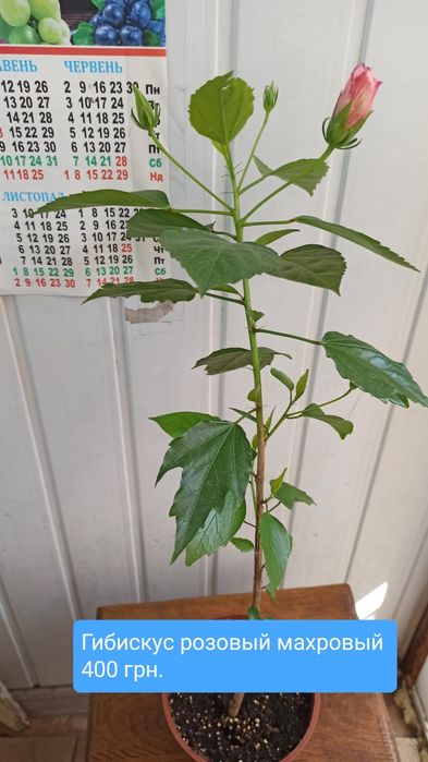 Продам гибискус,сансельверию,хою,сингониум