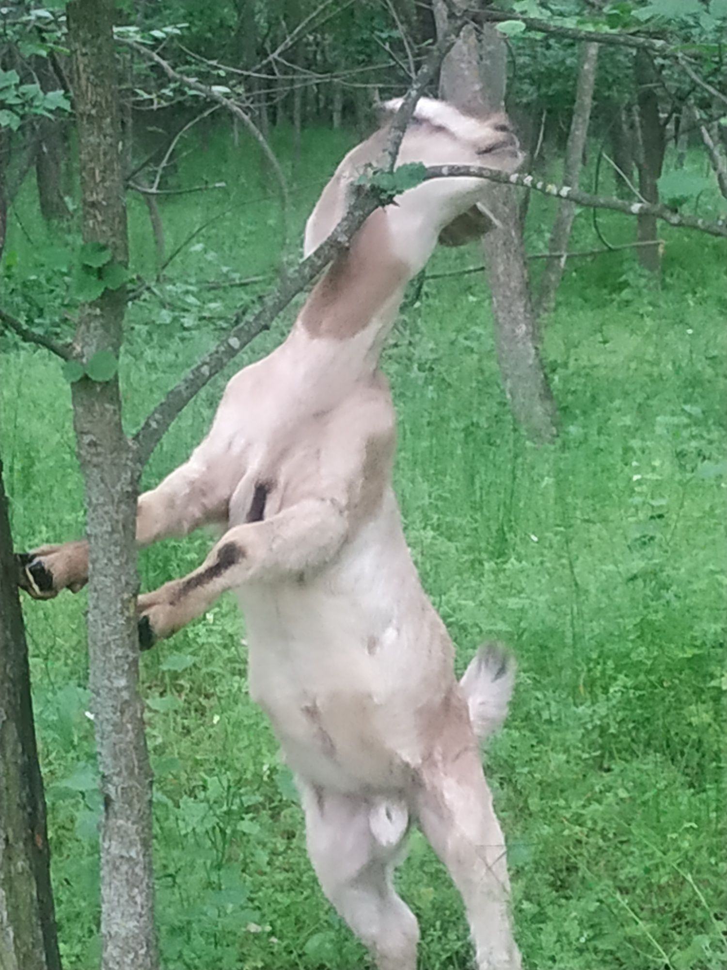 Козлик цапик на прродаж