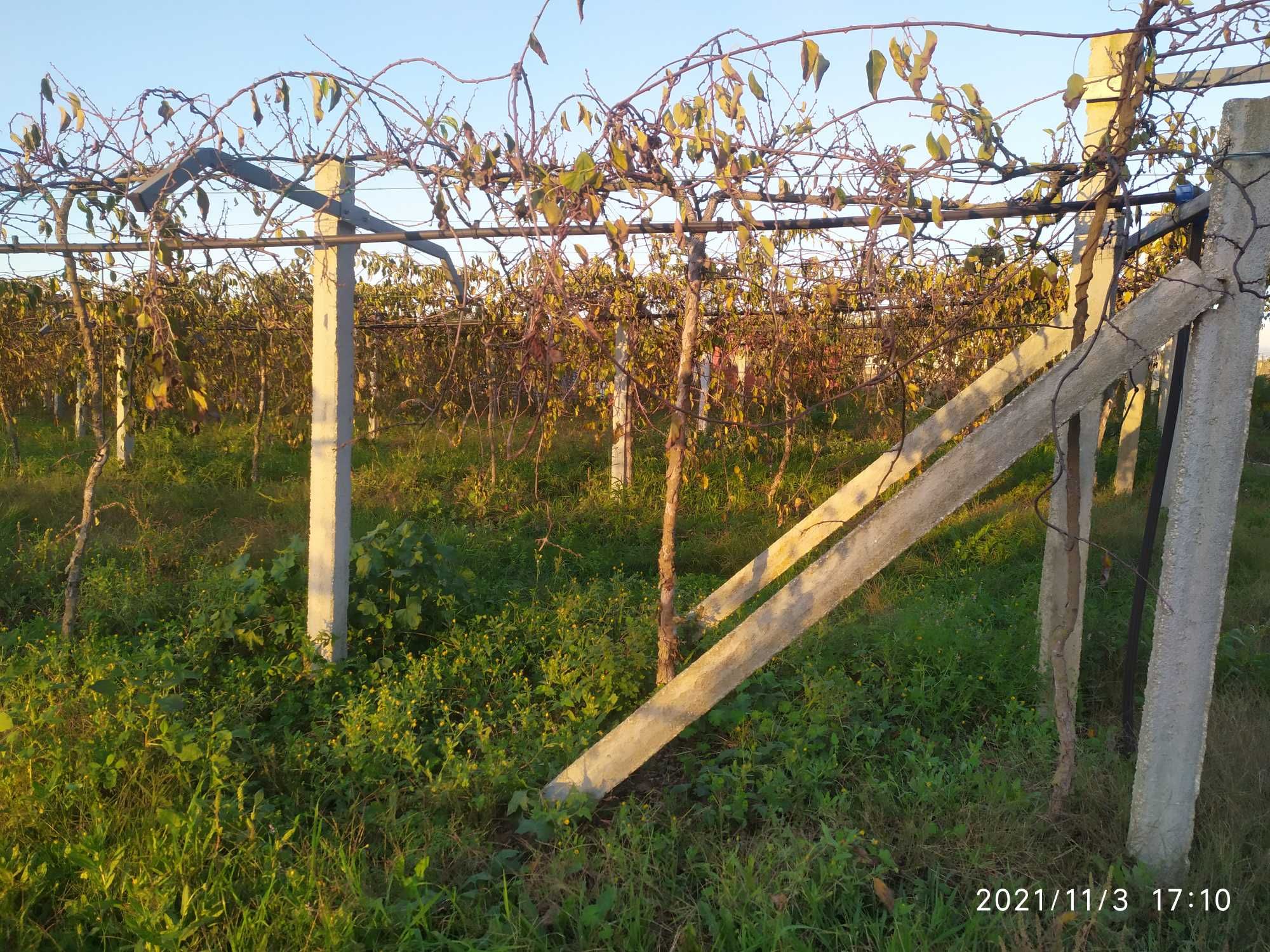 Plantas de kiwi arguta, baby kiwi produtivas