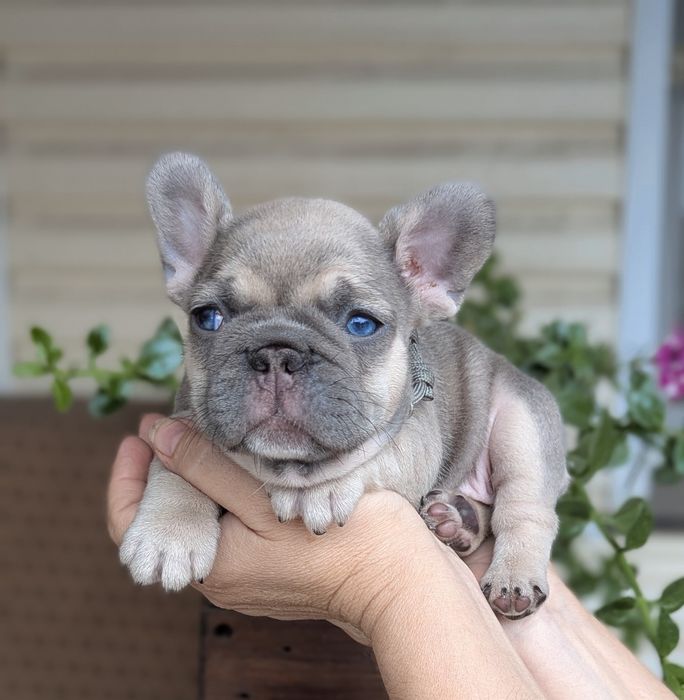 Лилові з підпалом , блакитні очі