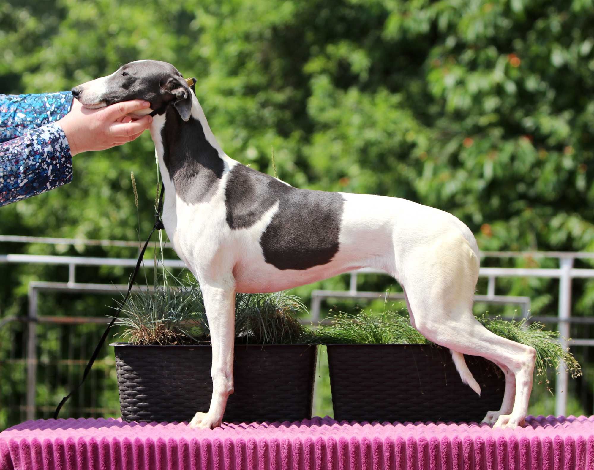 Whippet Chart Angielski, ZKwP/FCI, cudna OPRAH