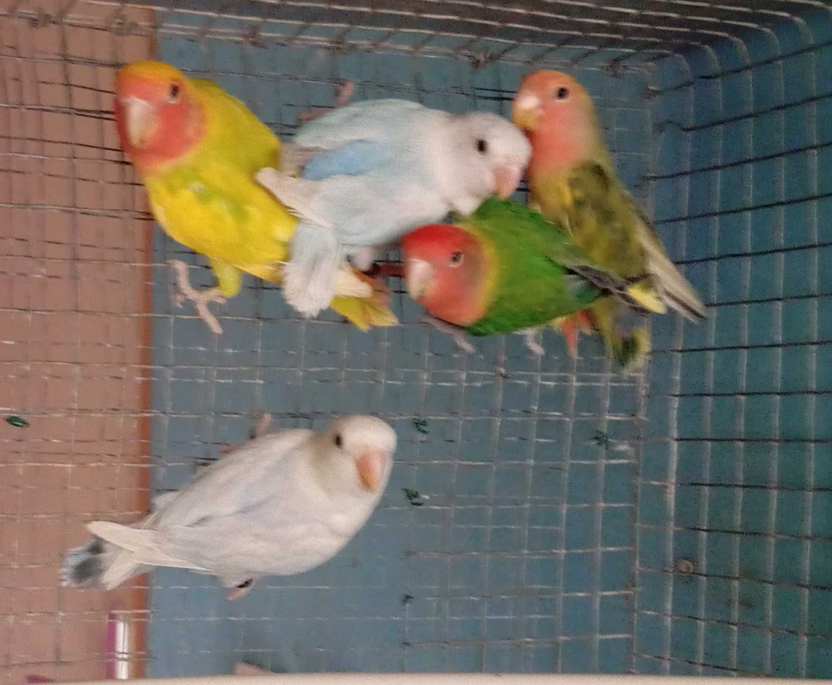 Agapórnis Roseicollis Longfeather, para cedência ou troca!!!