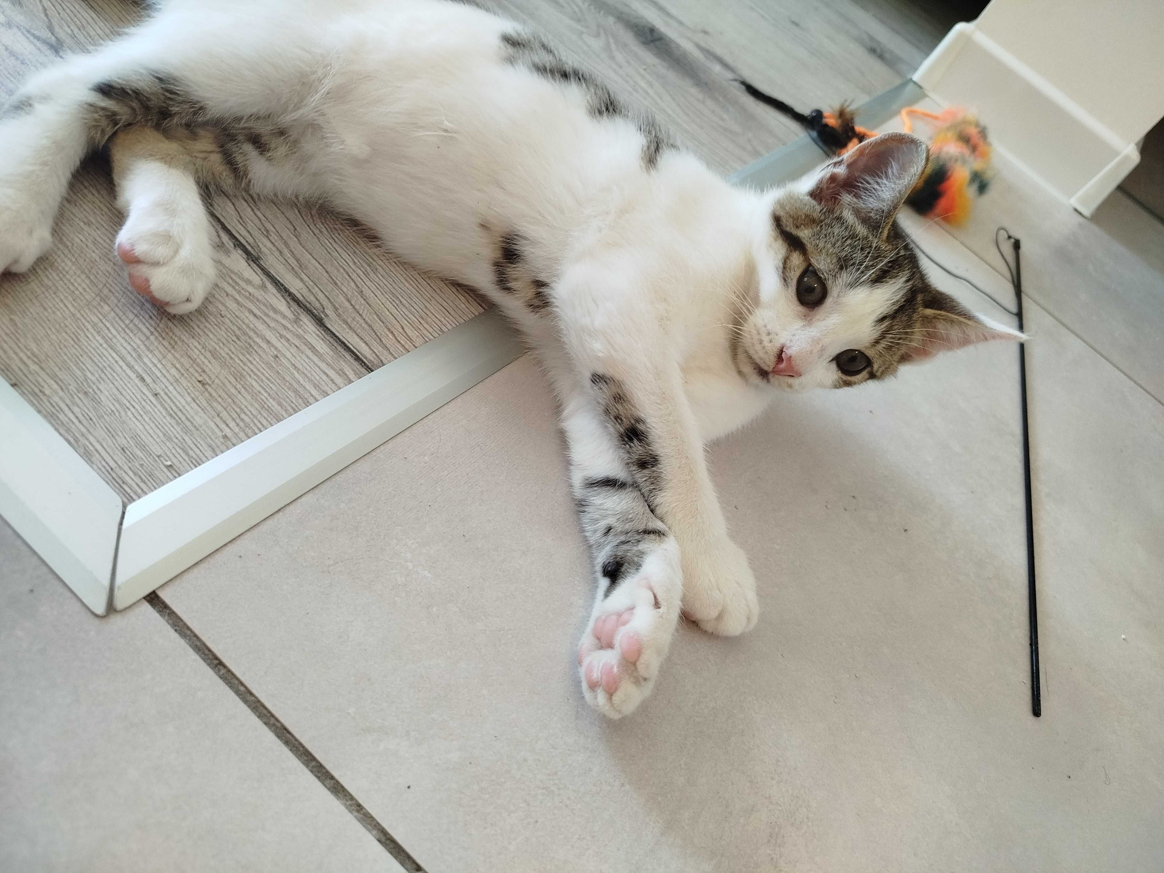 Kotek do adopcji