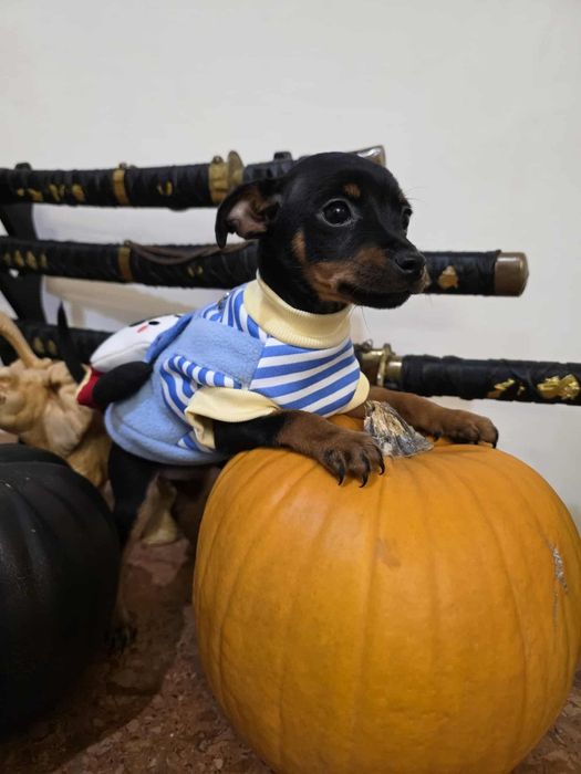 Pinczerek miniaturowy z rodowodem sunia