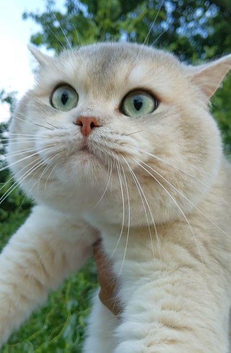 Голубое золото.Шиншила