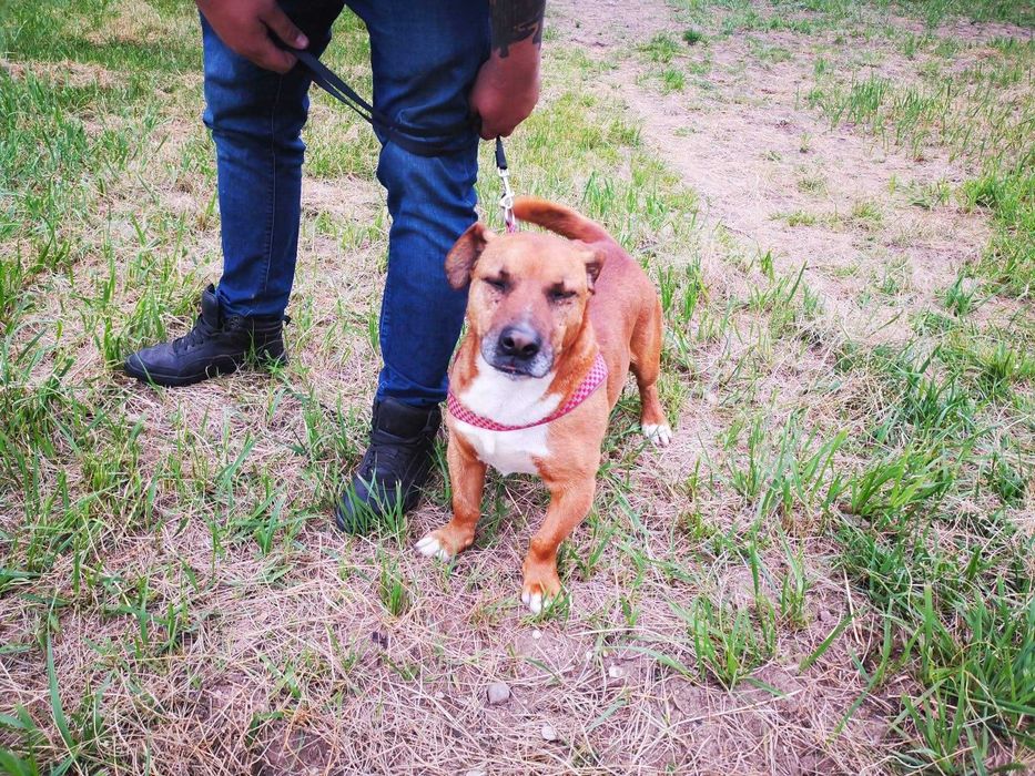 LAKI szuka domu. Pokochaj na zawsze