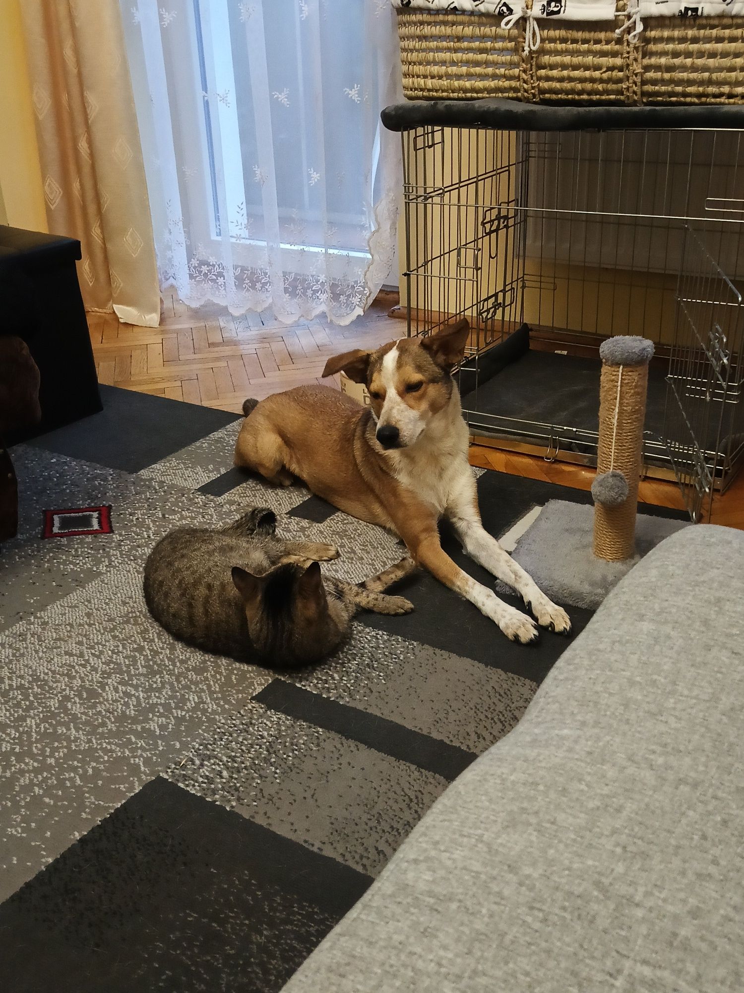Pies samiec 2 lata i 2 miesiące