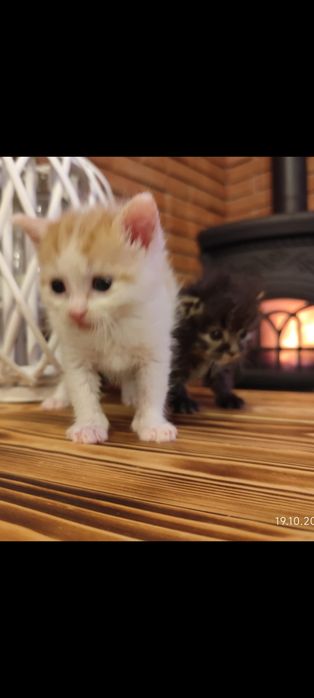 Dwa maluszki szukają wspólnego domku