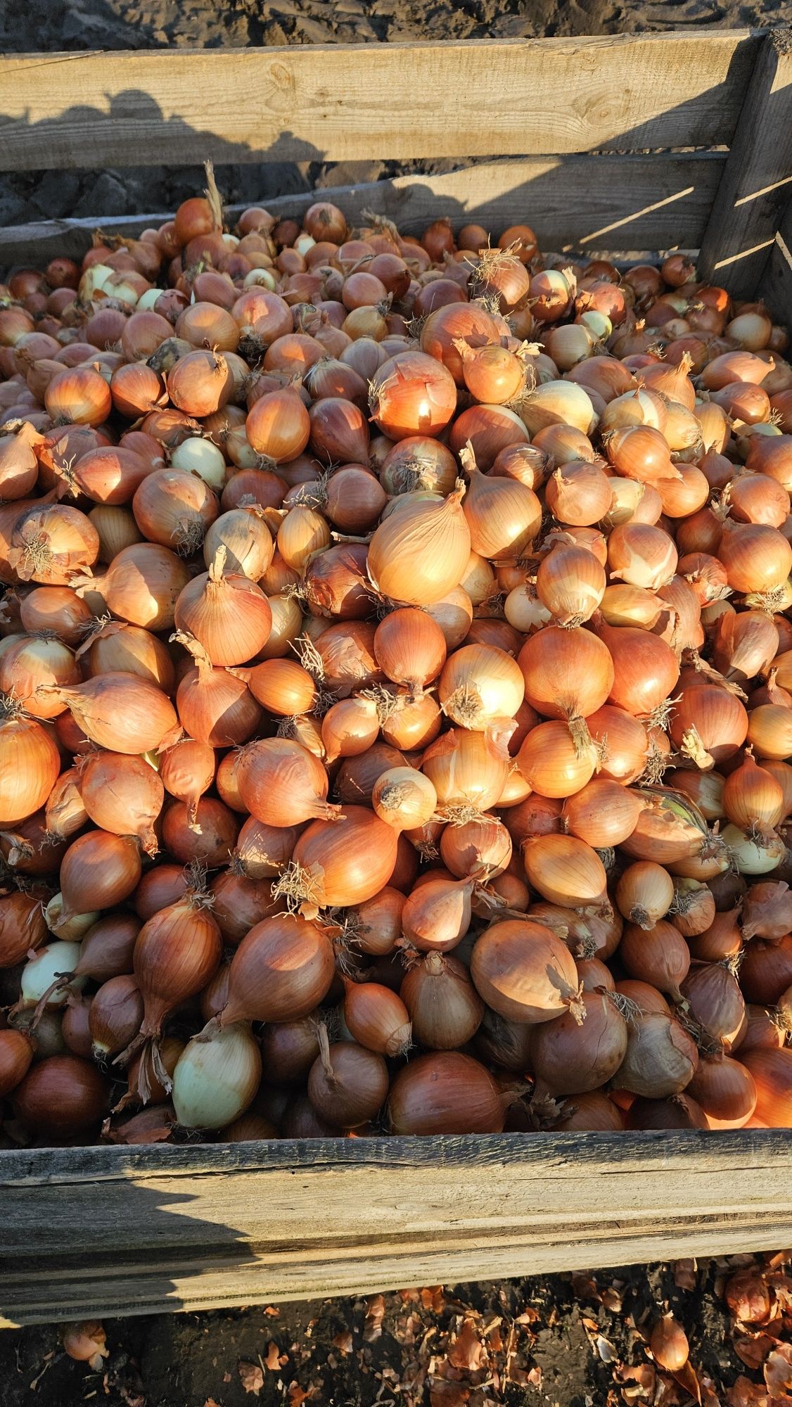 Cebula czerwona żółta 15kg