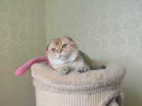 Золотая шиншилла. Scottish fold. Golden chinchilla.