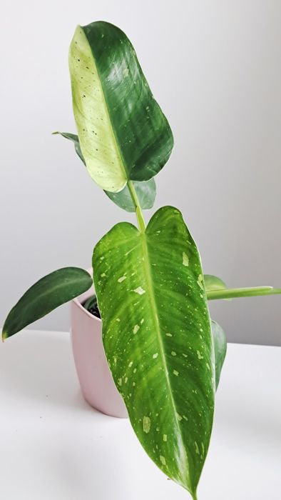 Wysylka 1zl! Filodendron Jose Buono