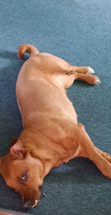 Oddam pieska w dobre rece