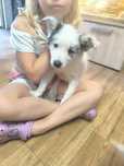 Border colie suczka blue merle