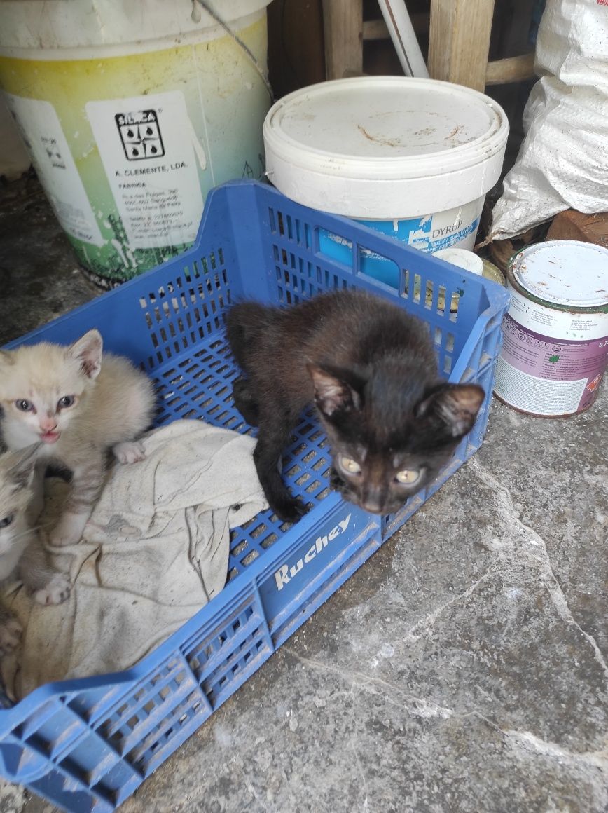 Gatos bebés e adultos para adoção