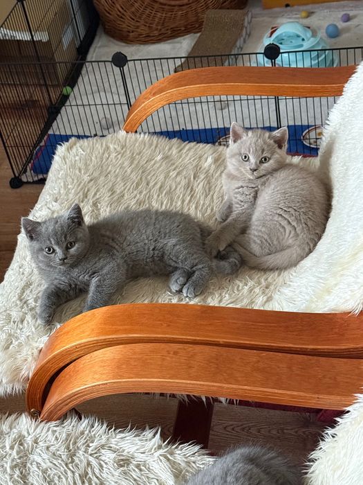 Kot brytyjski krótkowłosy