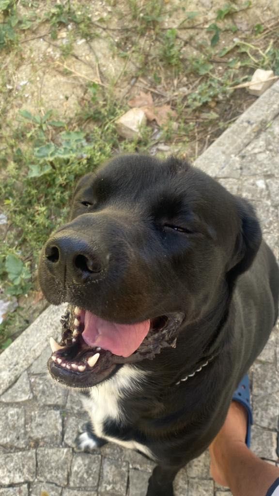 Adoção urgente Cruzado de labrador com dálmata