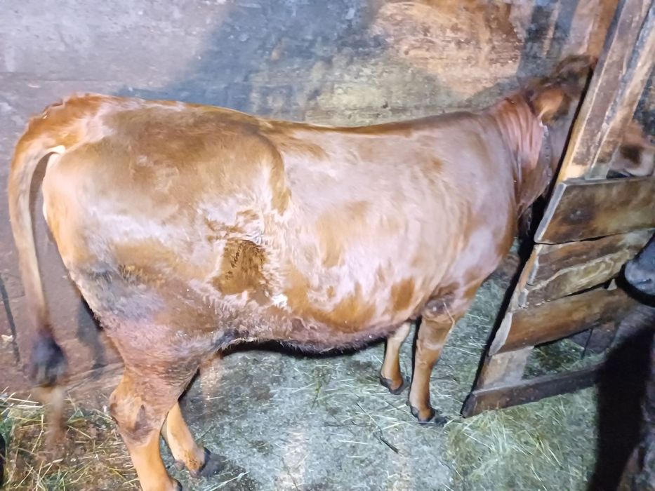 Продам телички різного віку