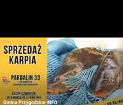 Sprzedaz Karpia z Przygodzic