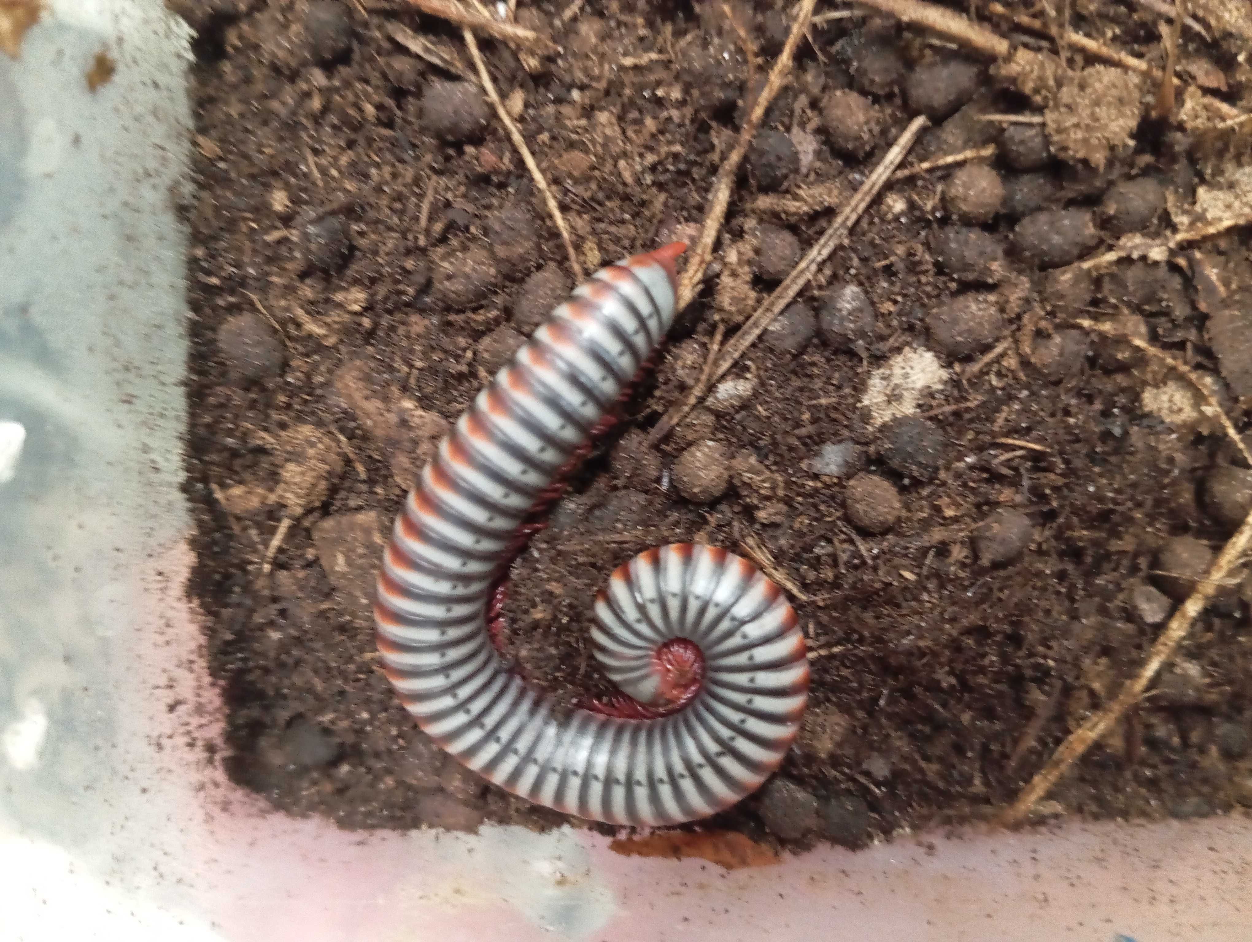 Krocionóg Atopochetus caudulanus