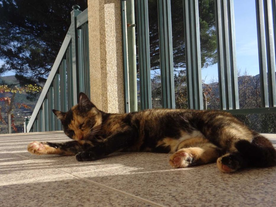 Três gatinhas para adoção responsável