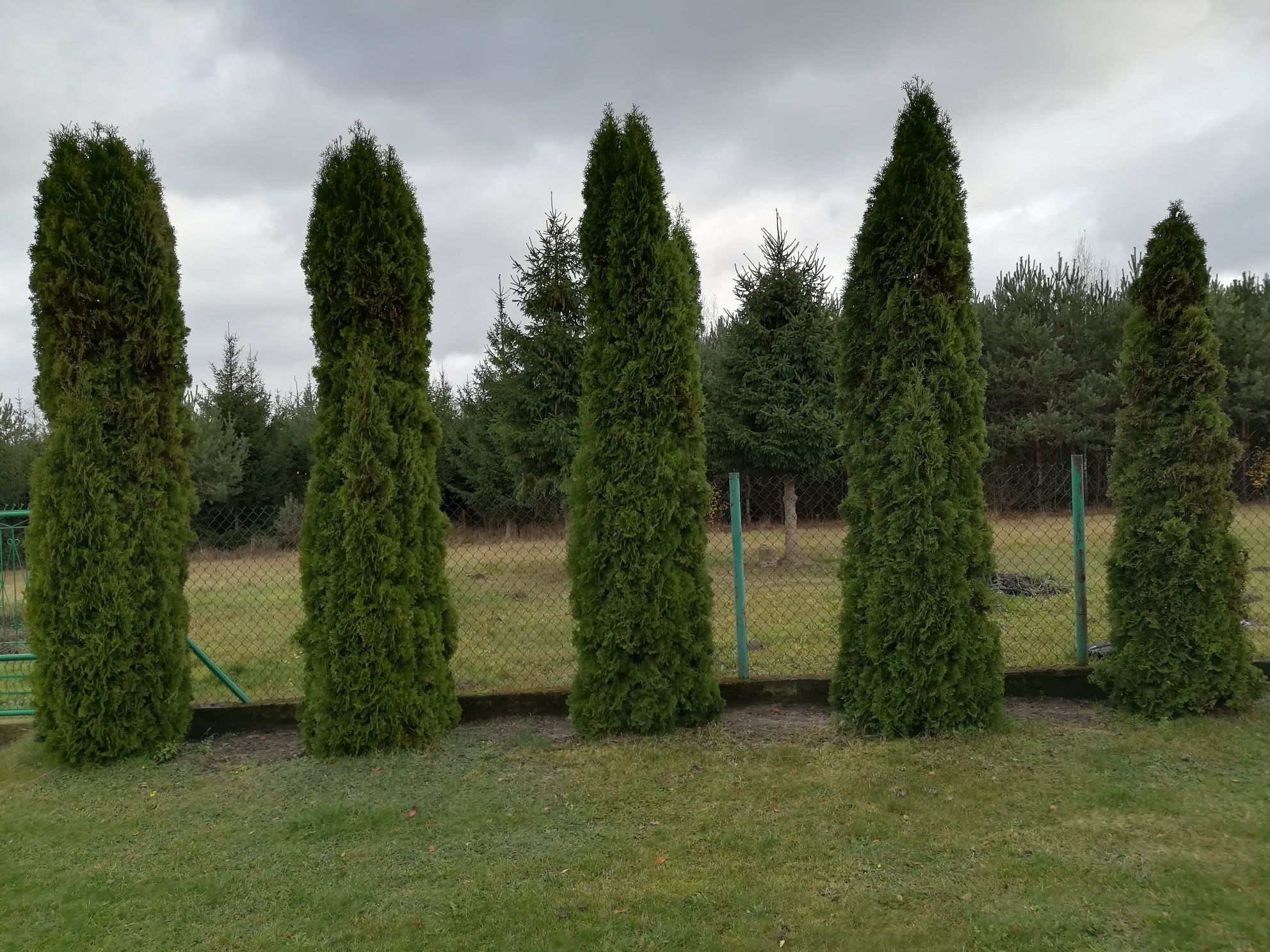 Tuje szmaragd 4-5m wysokości