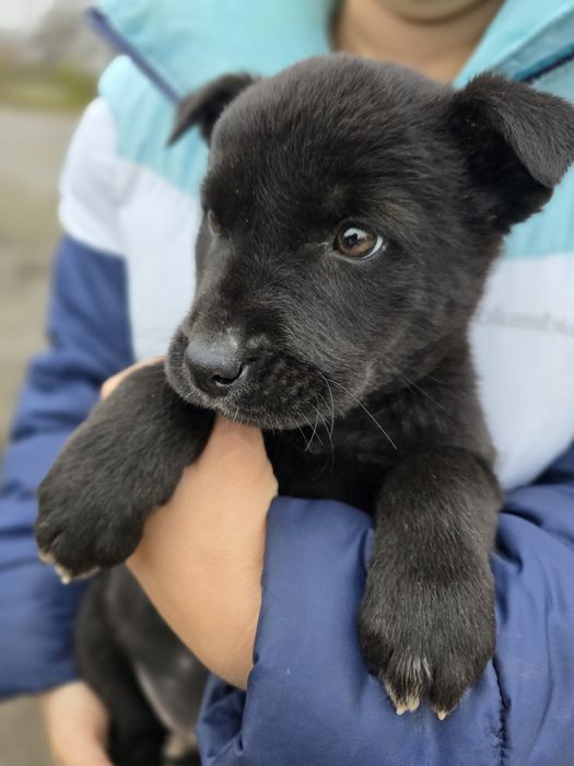 Цуценя в добрі ручки!