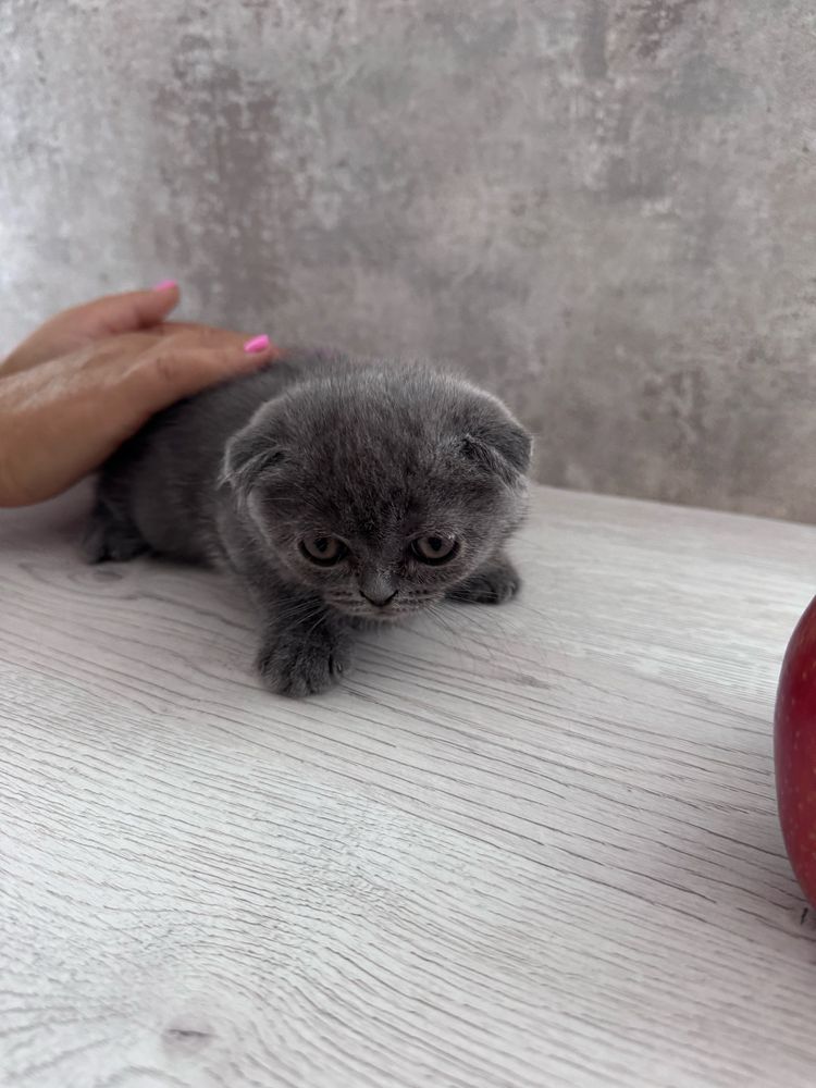 Котята породы Шотландская вислоухая