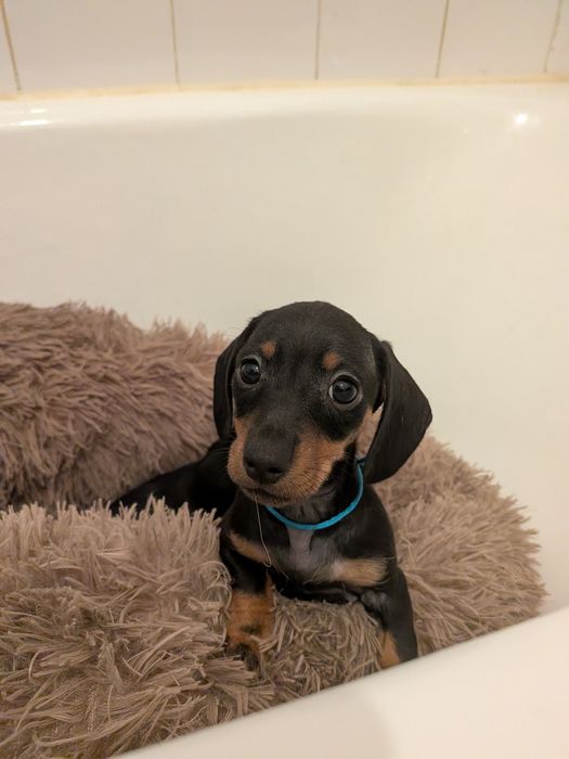 Teckel Standard com LOP [pedigree]