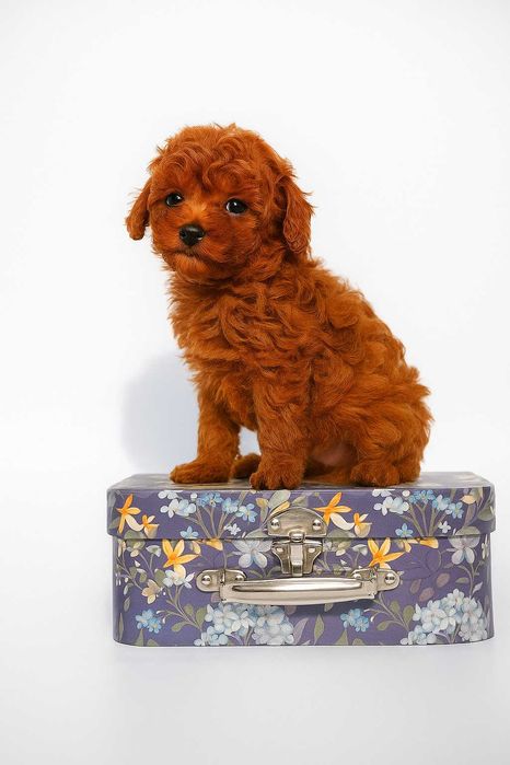 Той Пудель, хлопчик редбраун МІНІ