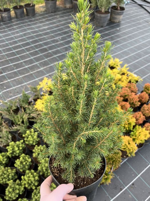 Коніка,Альберта Глоб,Анієк,Даніка,Міріам,Філіфера Ауреа нана,Вівсяниця