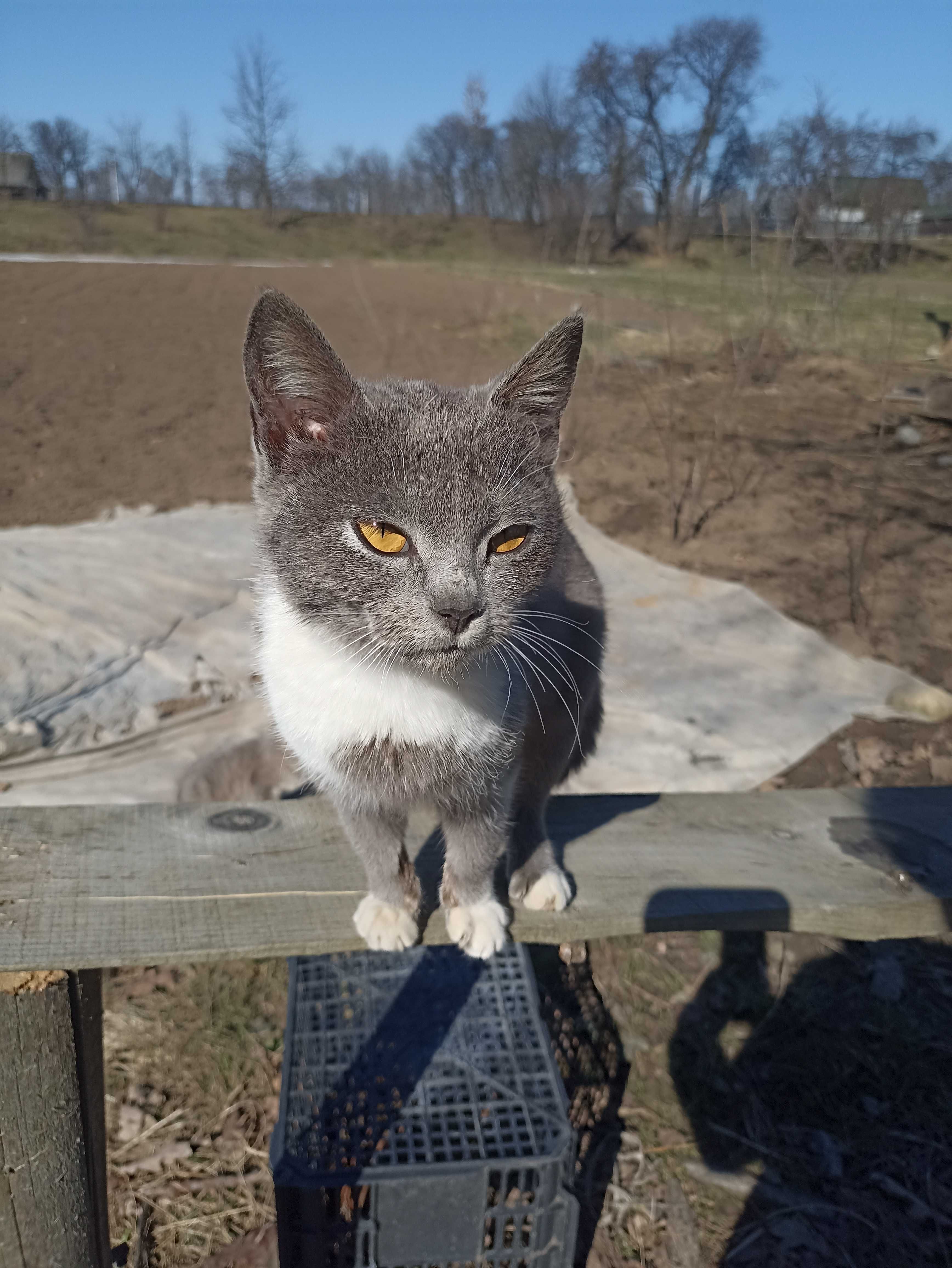 Кошенята в добрі руки