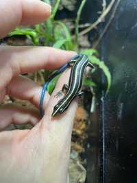 Маленька яскрава ящірка з синім хвостом