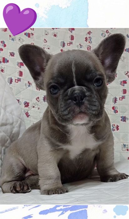 Мини французик наша девочка