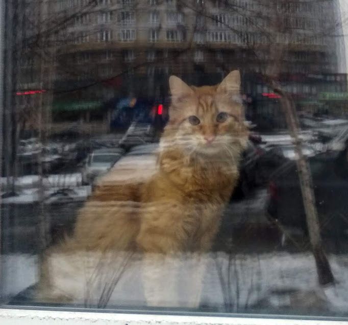 Молодой кот ищет невесту