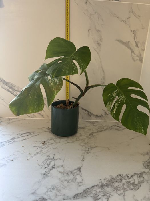 Monstera variegata, ukorzenione rośliny