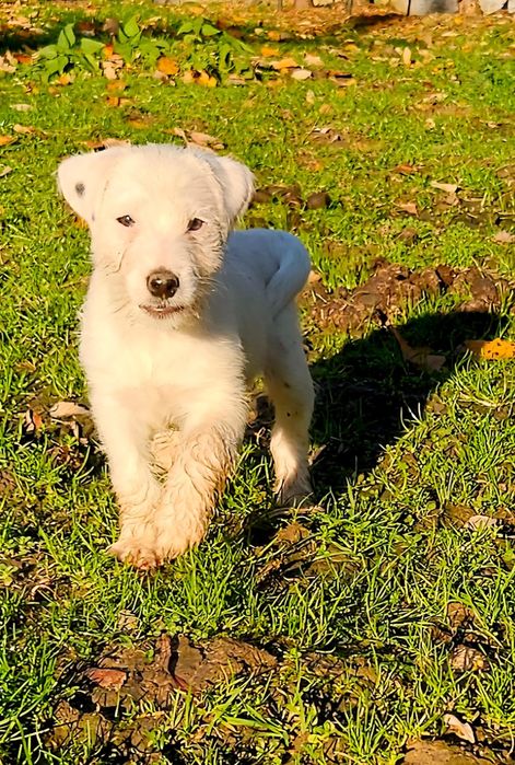 Parson Russell Terrier - dziewczynka Santi