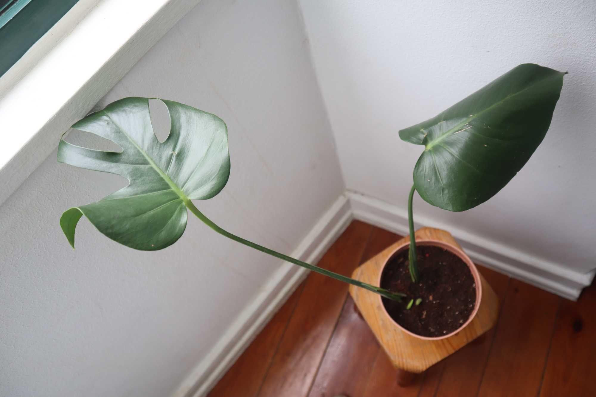 Monstera deliciosa, Costela-de-Adão