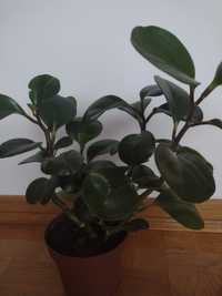 Peperomia tępolistna