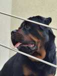 Rottweiler szczeniak