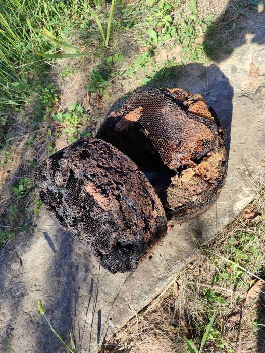 Продам мерву бджолину