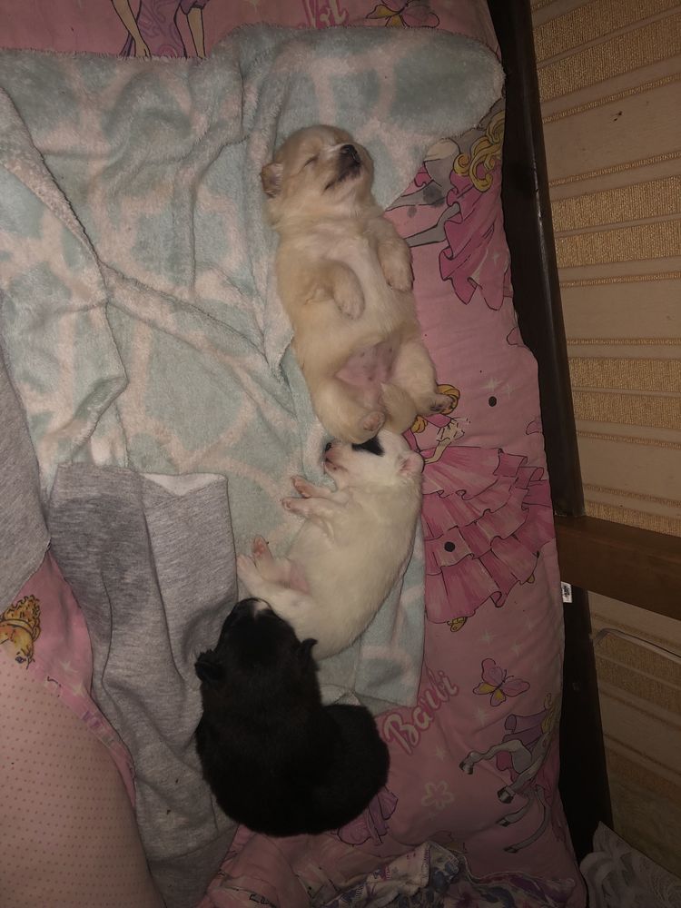 Померанський шпіц дівчинка