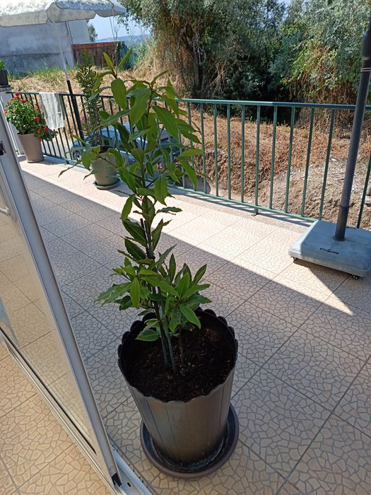 Vendo esta Planta que é um loureiro