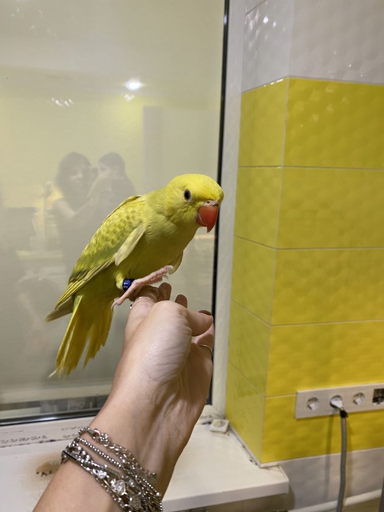 Ожерреловый попугай золотой горчичный желтый окрасы ручные