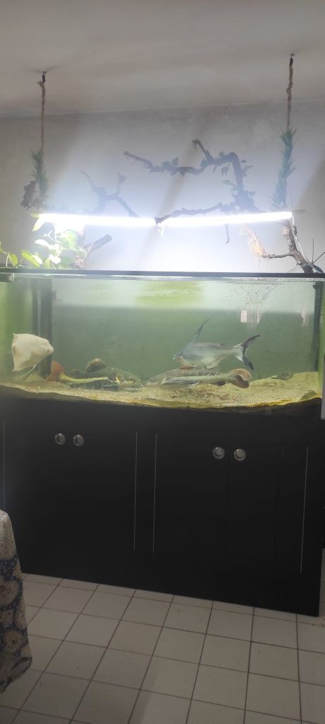Vendo gurami gigante albino com 50cm