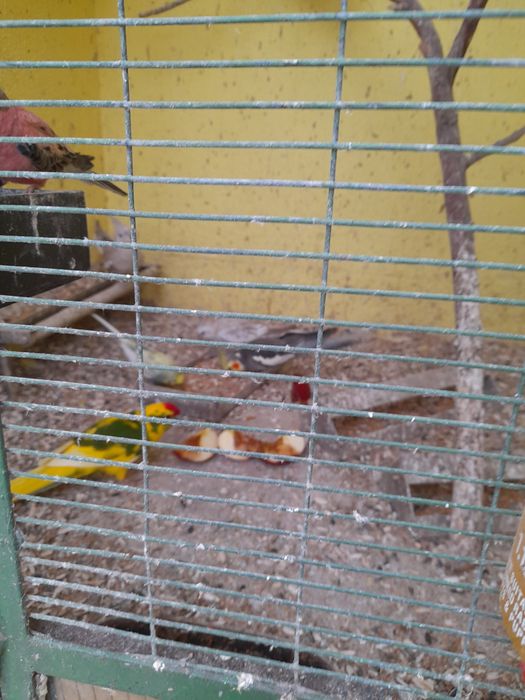 Caturras adultas prontas para criar