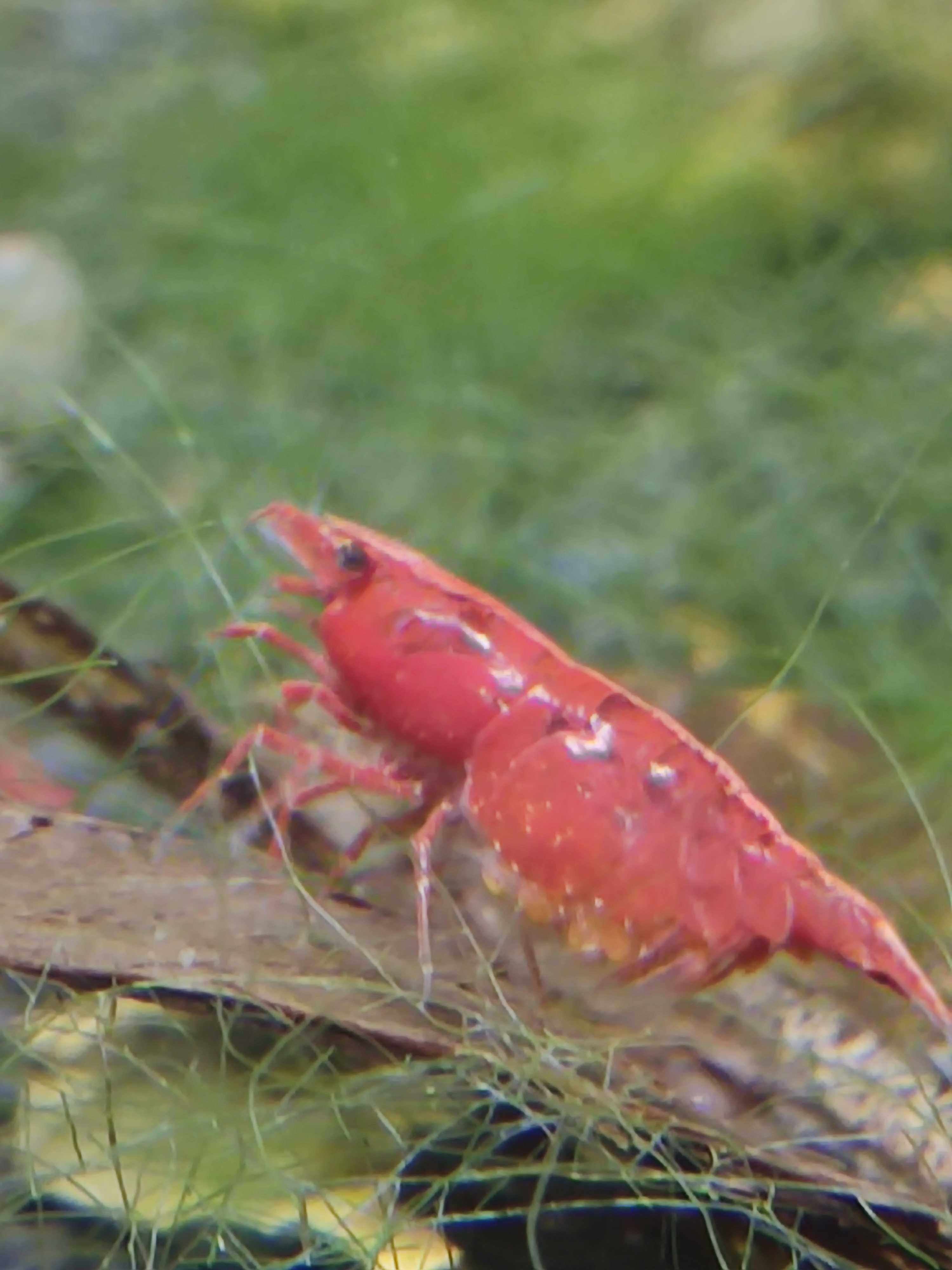 Neocaridina Fire Red